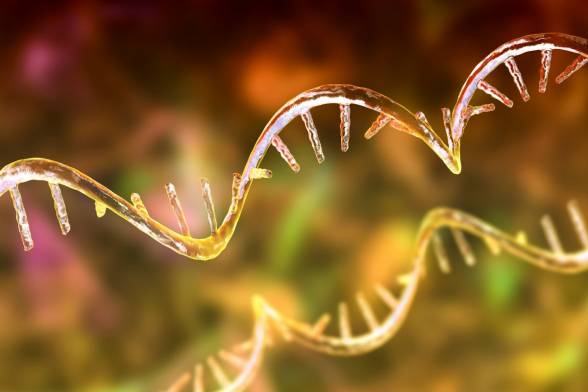 Úspech mladej vedkyne SAV v Nature Biotechnology: Objav, ktorý mení pohľad na RNA