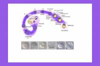 Consumption of Monosodium Glutamate May Negatively Affect Fertility