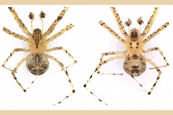 Zoológovia SAV objavili tri nové druhy pavúkov pre Slovensko