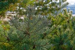 SAS Ecologists Find That Up to 60 Percent of Pine Trees in Slovakia Are Infected