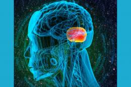 BRAIN WEEK: New Insights into the Cerebellum – From Motor Skills to Universal Automation