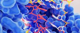 New protein to help with streptococci infections