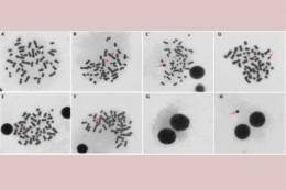 Radiofrequency radiation from 3G and 4G transmitters affects DNA damage