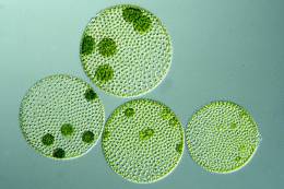 Degradation of "forever chemicals" by microorganisms