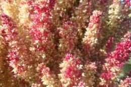 Amaranth – The Crop of the Future